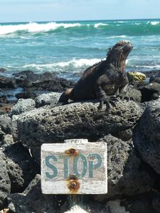 Marine iguana, Turtle Bay, Galapagos