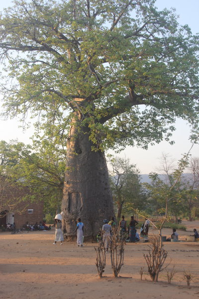 Awesome baobab tree in Lisungwi
