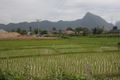 Rice paddies outside Vang Vieng