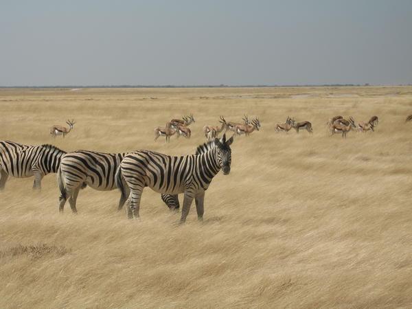 Zebra and Springbok