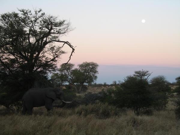 Elephant and Moon at Sunset