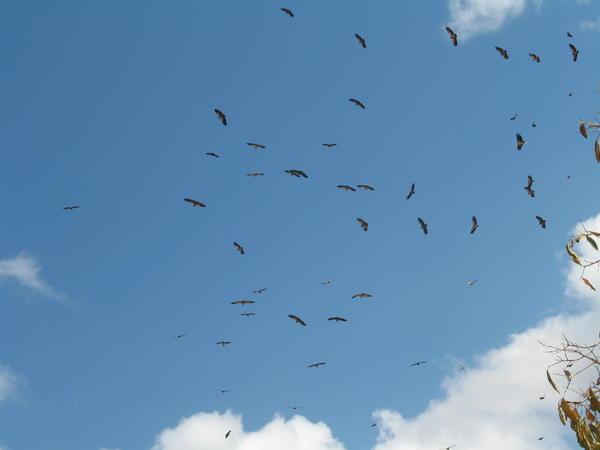 Vultures Over Head