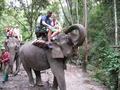 Elephant Rides