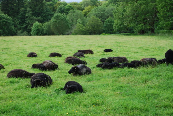 Black Sheep of our Family