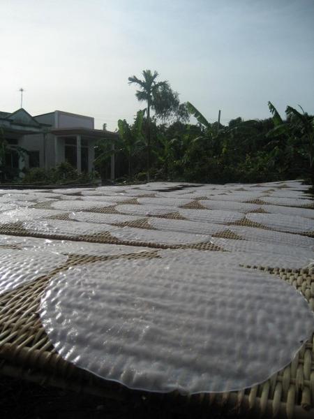 rice pancakes drying in the sun
