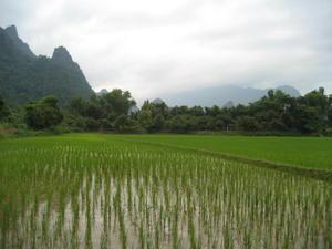 paddy fields and karst mountains