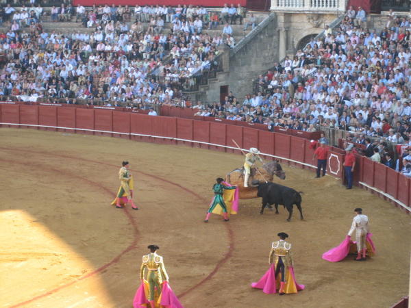 Bull vs. Horse