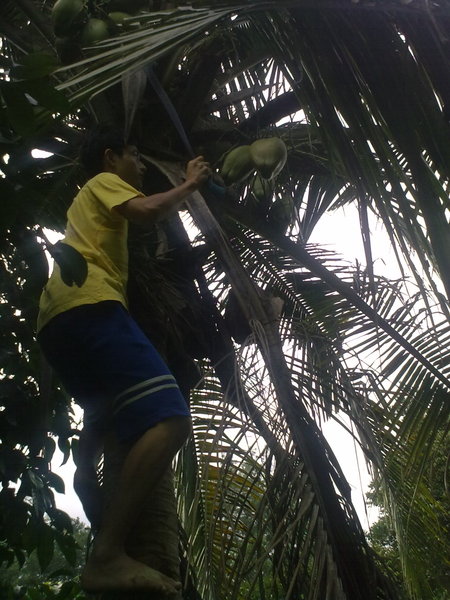 climbing coconut tree