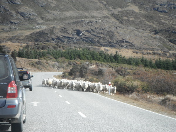 Our first sheep crossing