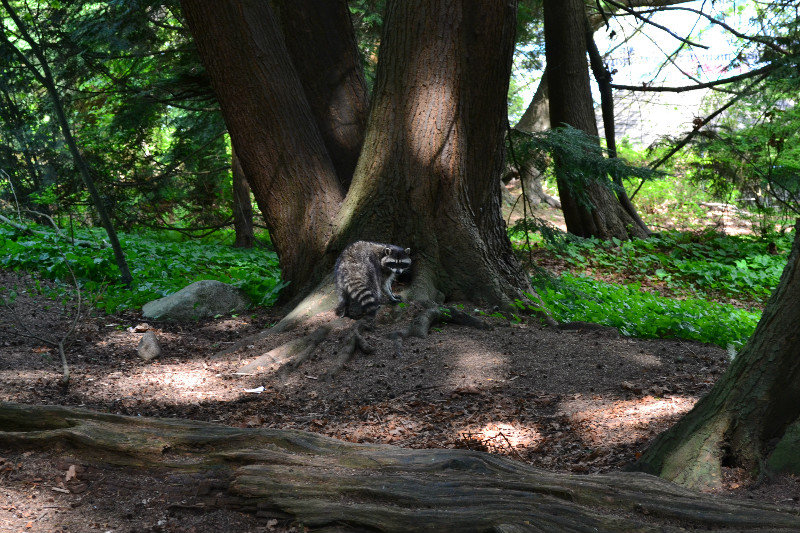 Racoon we found in Stanley park