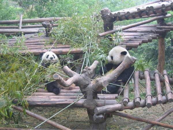 Anyone for bamboo