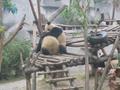 Panda(s) in love