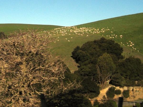 Lots of sheep