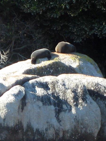 Seals On Island Sanctuary