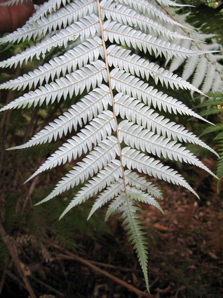 Silver Part of the Silver Fern