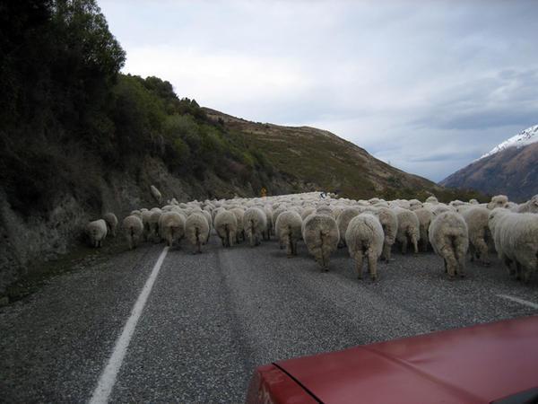 Sheep in front