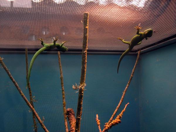 More lizards hanging