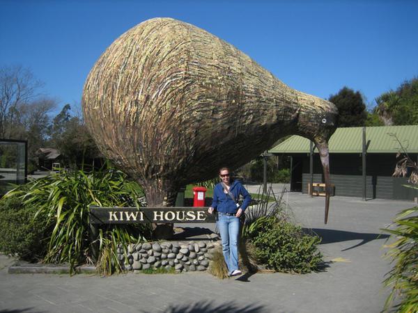 Giant Kiwi