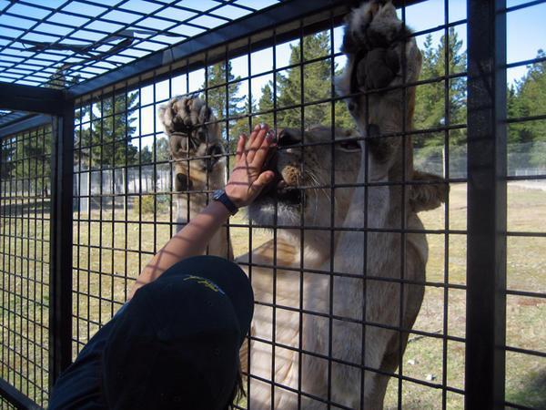 Feeding Lions in the cage