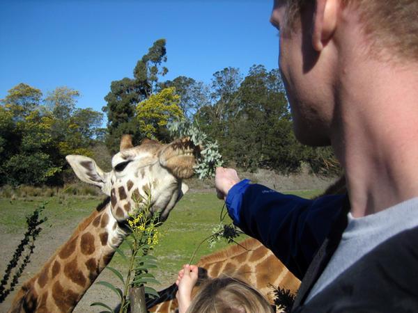 Me feeding Giraffes