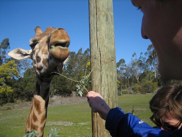 More giraffe feeding