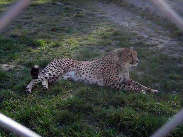 Lazy Cheeta