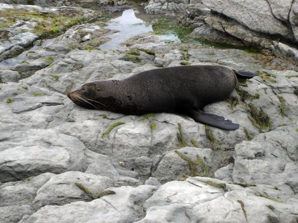 Another lazy seal