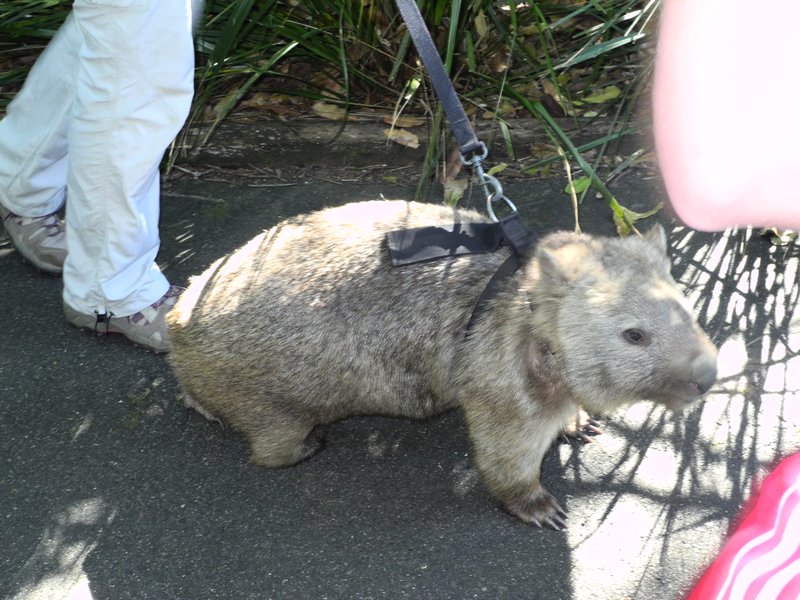 Gasi gehen mit Wombat