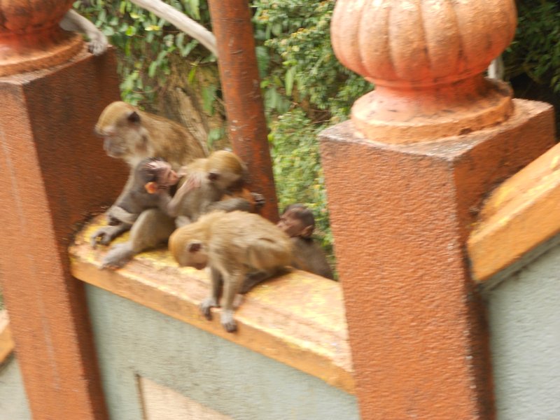 Baby Monkeys!!!