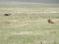 Big lion on guard duty over last nights buffalo kill