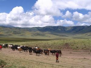 Masai with their sacred cows