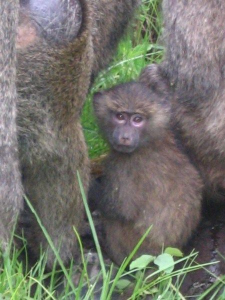 Baby Baboon at Arusha National Park