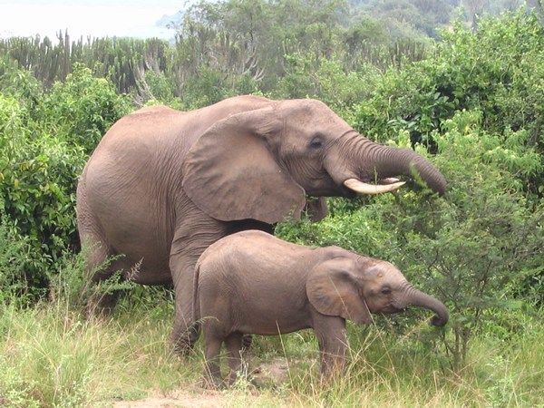 Elephants - Queen Elizabeth National Park