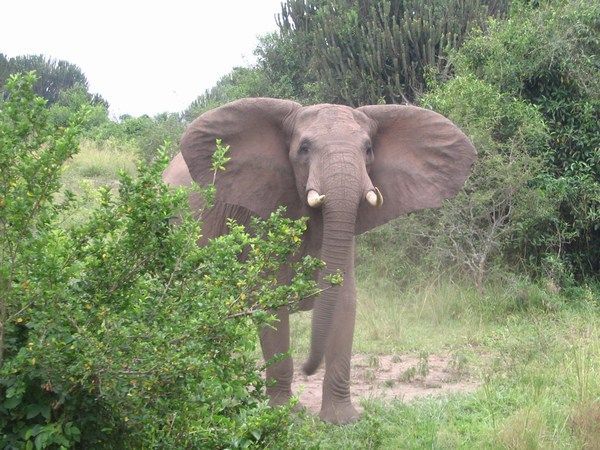 Elephants - Queen Elizabeth National Park
