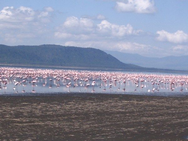 Flamingo's in Lake Nakuru