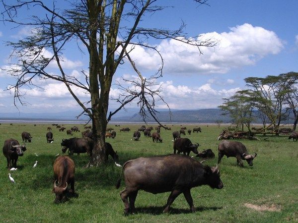 Buffalo's in Lake Nakuru