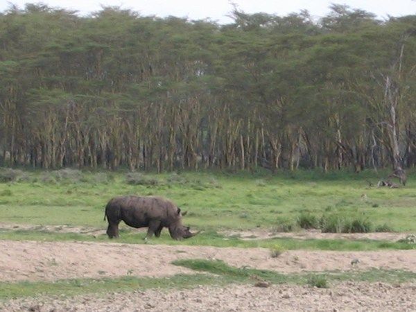Black Rhino - Lake Nakuru National Park