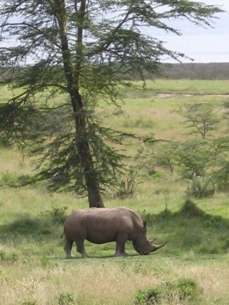 White Rhino - Lake Nakuru National Park