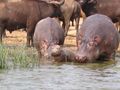 Hippo's Queen Elizabeth National Park