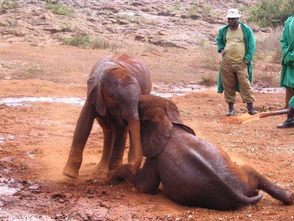 David Sheldrick Elephant Orphange