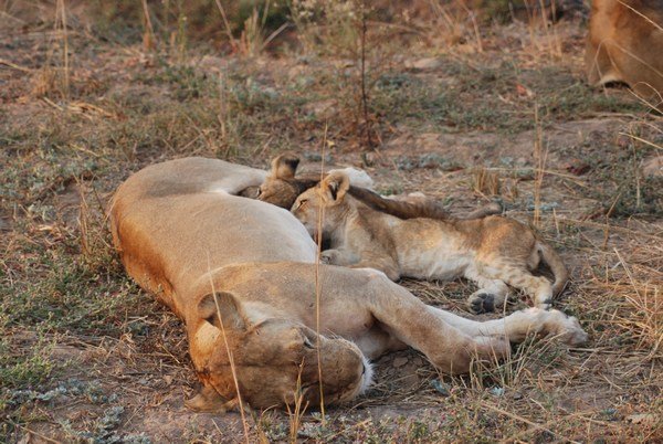 Lions in South Luangwa