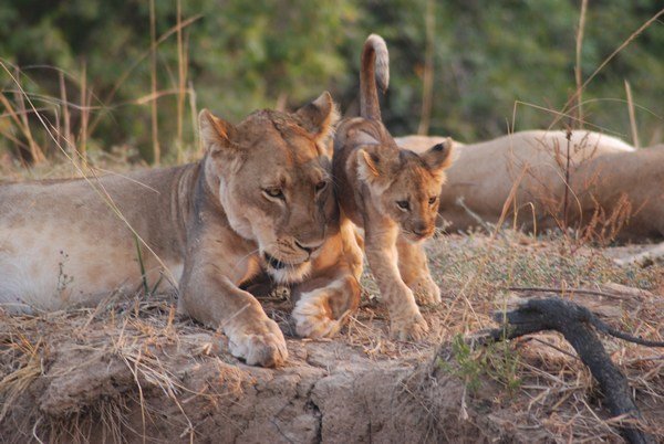 Lion Cub South Luangwa