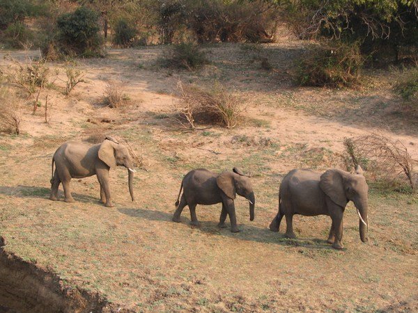 Elephants near the hotel