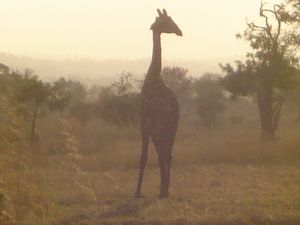 Giraffe At Early Morning