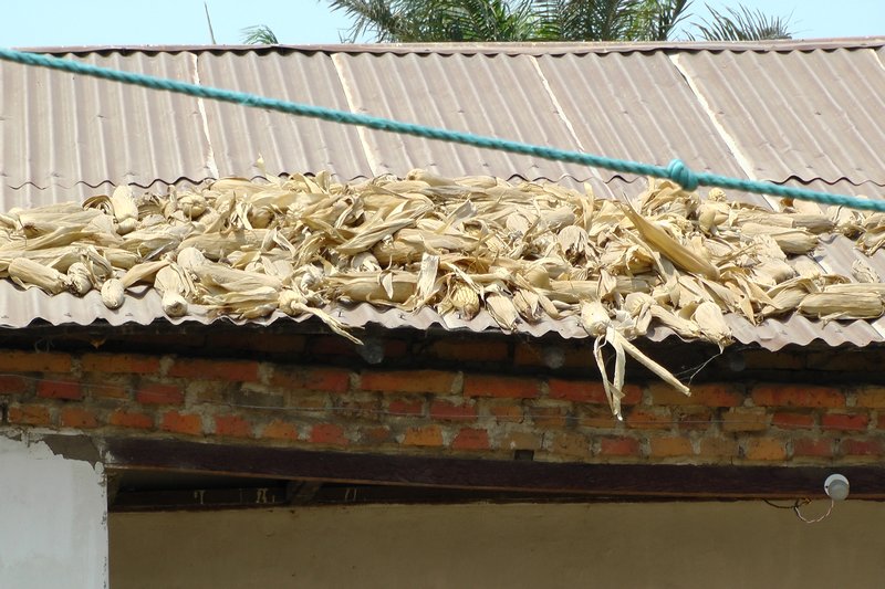 Maize On The Roof