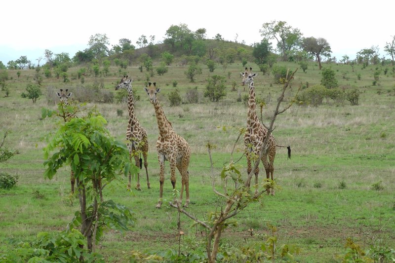 Giraffes at Mikumi