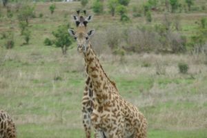 Giraffe At Mikumi National Park