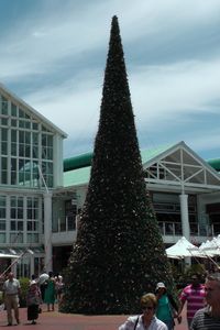 Christmas Tree In The Square