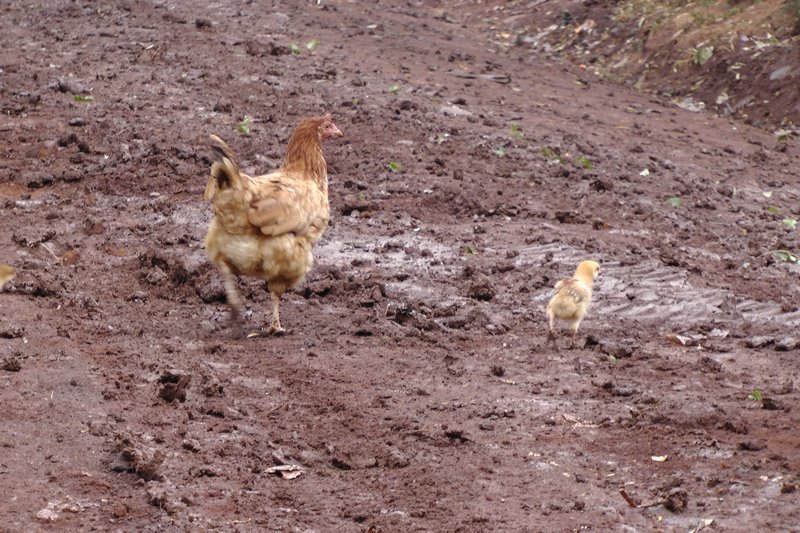 There's Also A Chicken or Two Nearby