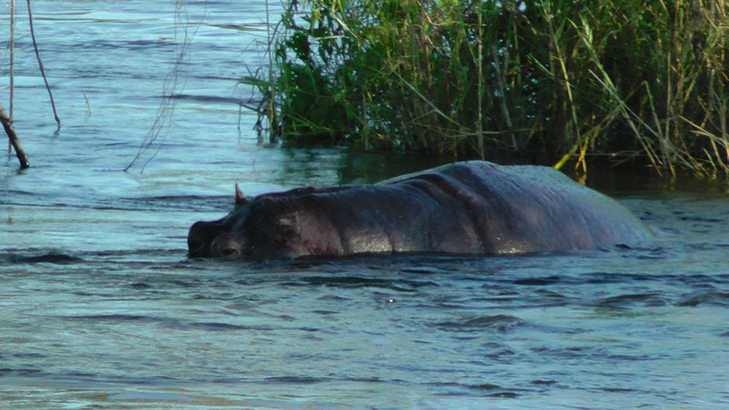 Hippo Coming Up For Air